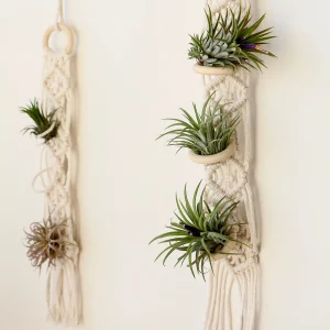 Macrame Air Plant Hanger